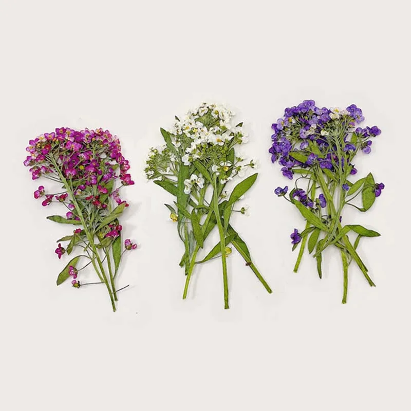24, 48, 72 Peças/8~9CM Ramos Naturais Secos de Alyssum, Flores Secas Prensadas para Resina Epóxi, Moldes de Joias e Arte de Unhas