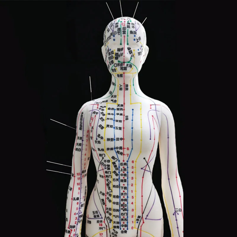 Human Body Acupuncture Model Female/Male Meridians Model Chart Book Chinese Medicine 52cm