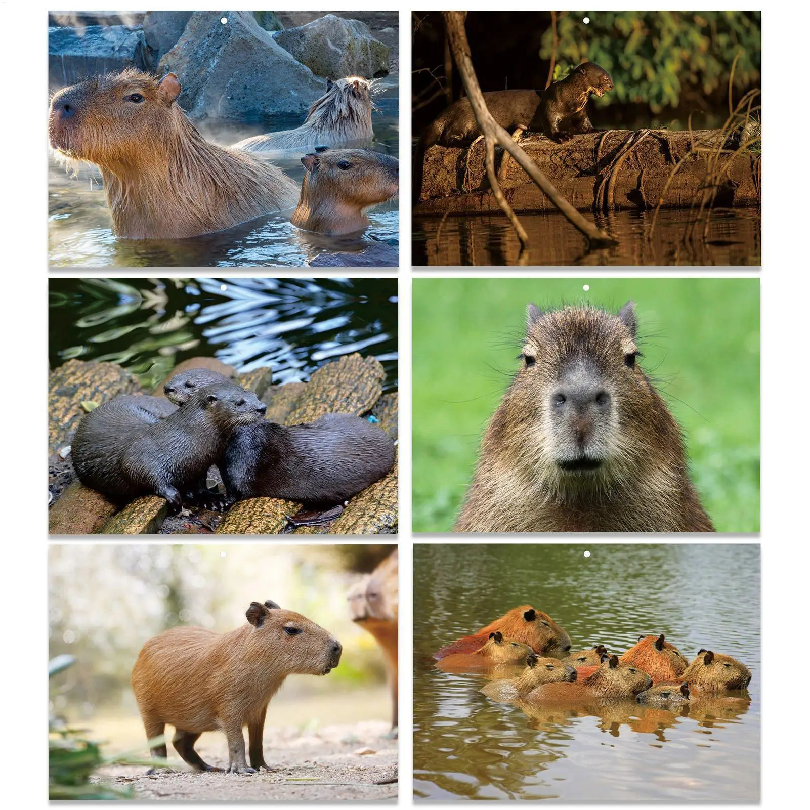 تقويم 13 شهرًا 2026-2027 جدار كابيبارا تحت عنوان مكافحة الحبر تنزف مخطط سنة المدرسة التقويم 2026-2027 للمكاتب المدرسية المنزلية