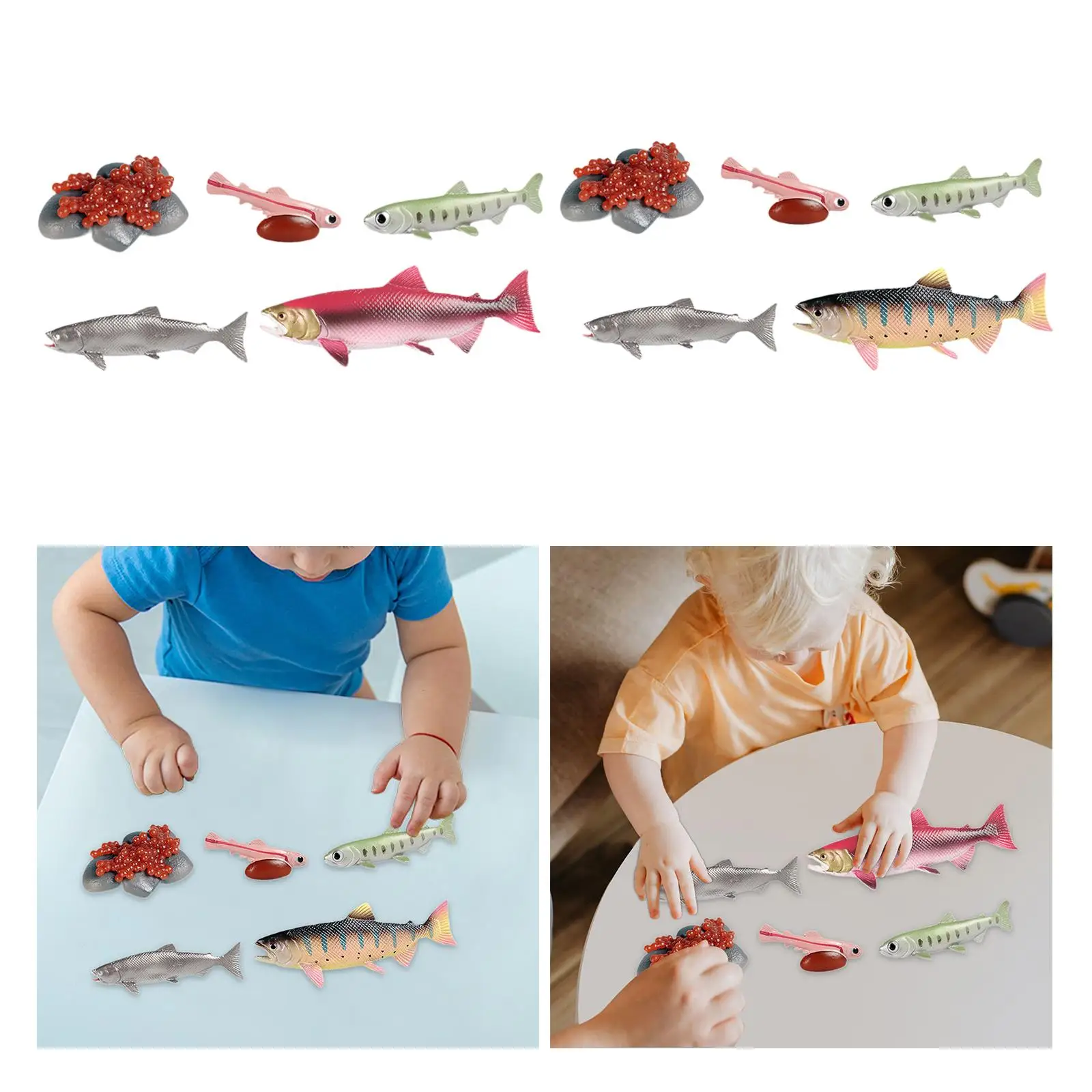 Life Cycle of Salmon Toys Science Biology Model Animal Growth Cycle Set for Games Teaching Daycare Storytelling Birthday Gifts