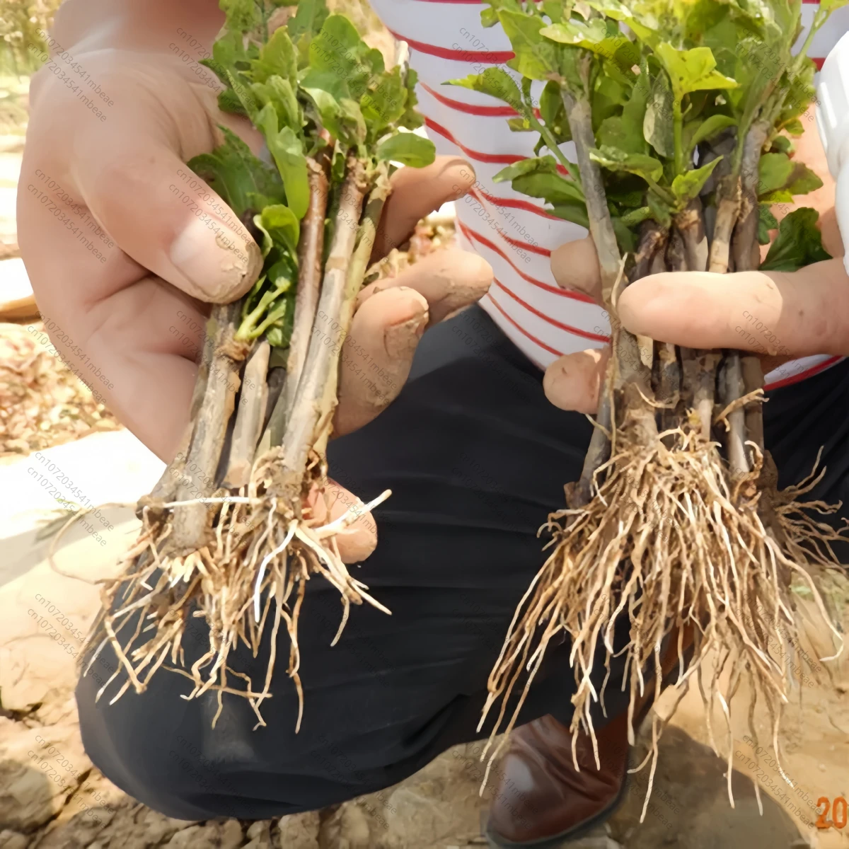 Hormon korzeniowy NAA 98% TC 1 – Rooting Hormone Powder recenzja i cena
