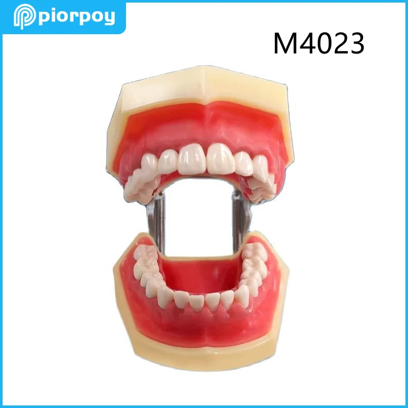 Dental Teeth Model 28 Teeth Soft Gum Studying Periodontal Teaching Mold for Demonstrating Calculus Dentistry Traning Tools M4023