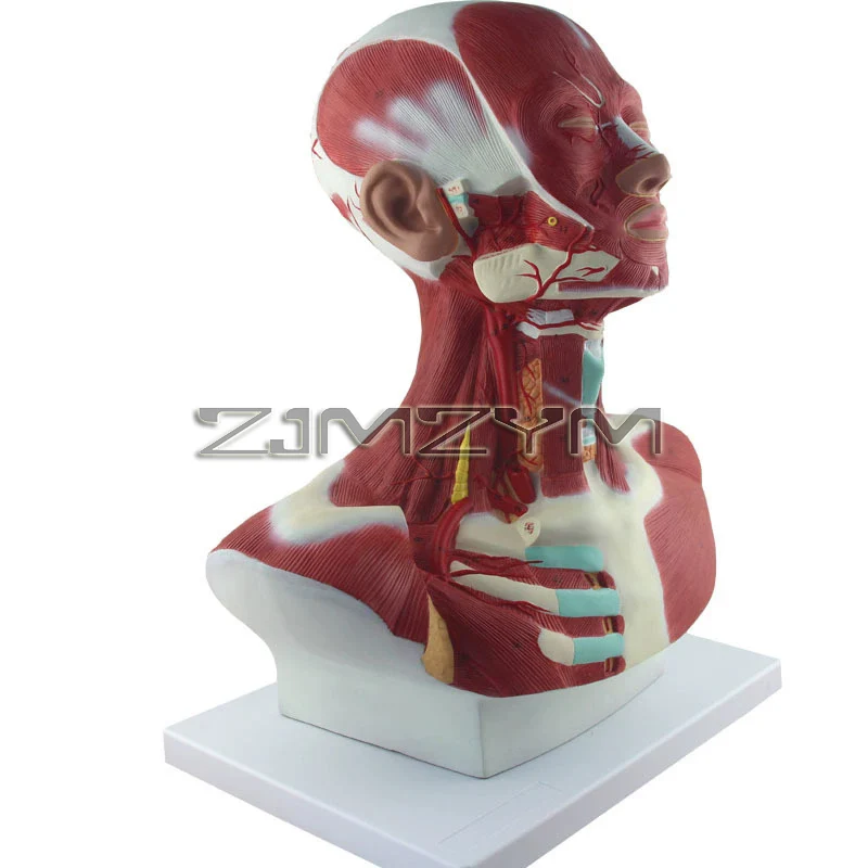 Physical Anatomy of Head, Face and Neck Muscles and External Carotid Artery Distribution Model of Head Anatomy