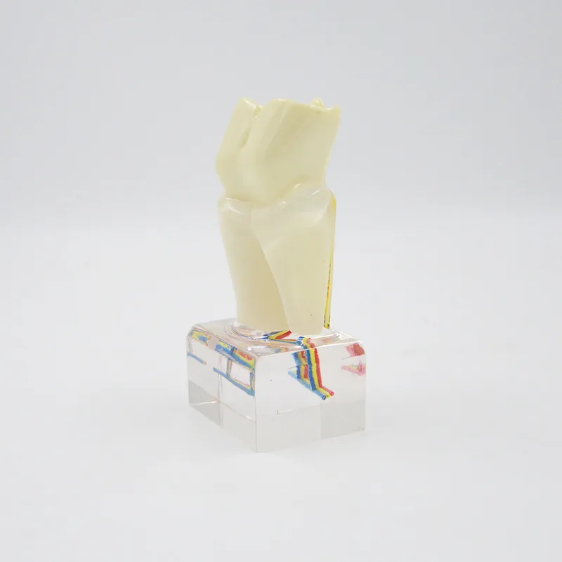 6 times larger single dentals band nerve model anatomical model for dentals teaching
