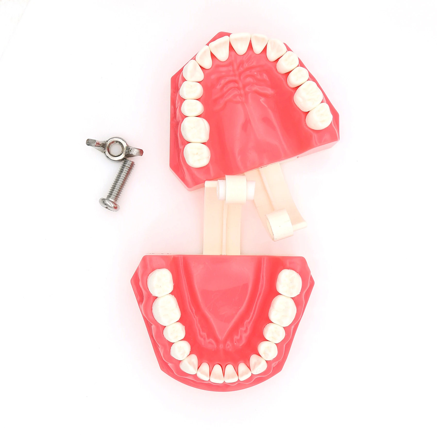 Dental Teaching Model Dentistry Orthodontic Teeth Model With Brackets For Dentist Studying Patient Demo