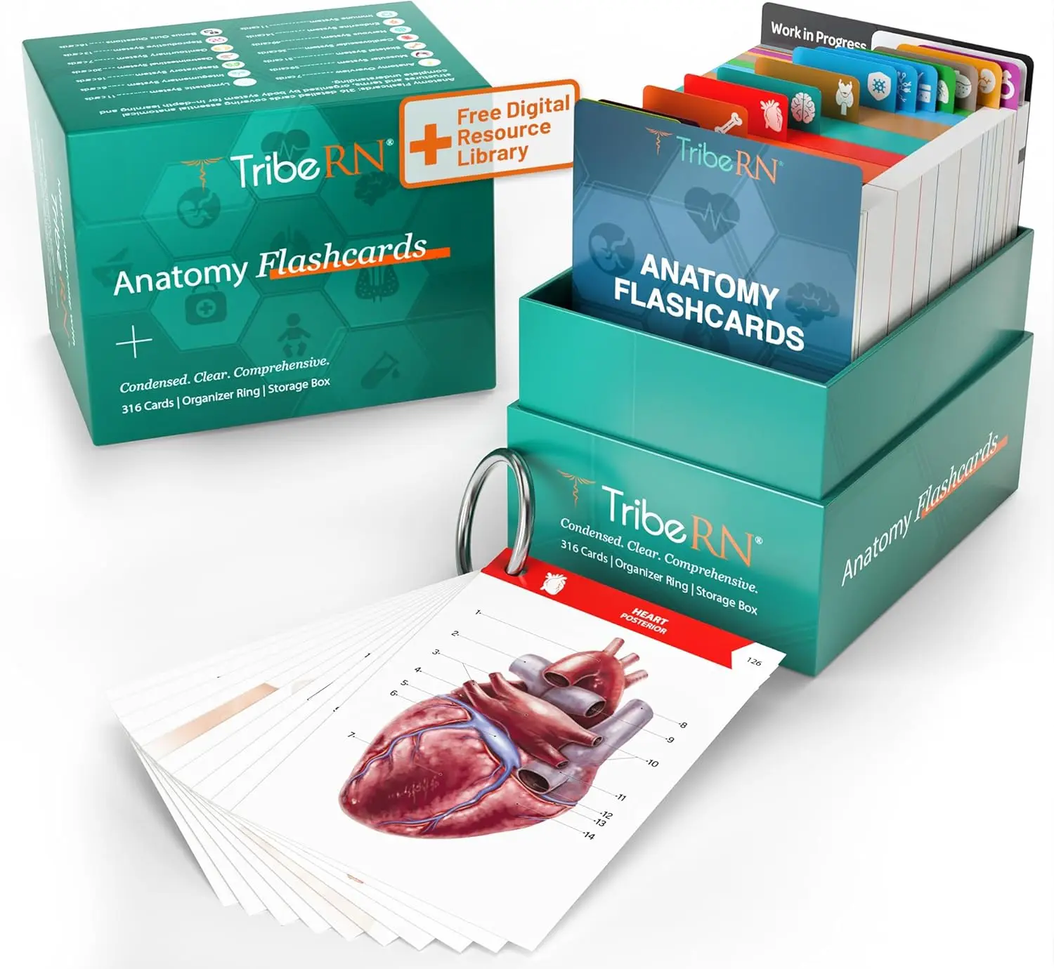 

Anatomy & Physiology Flash Cards - 320 Study Resources for Students - Durable Medical Nursing School Essentials