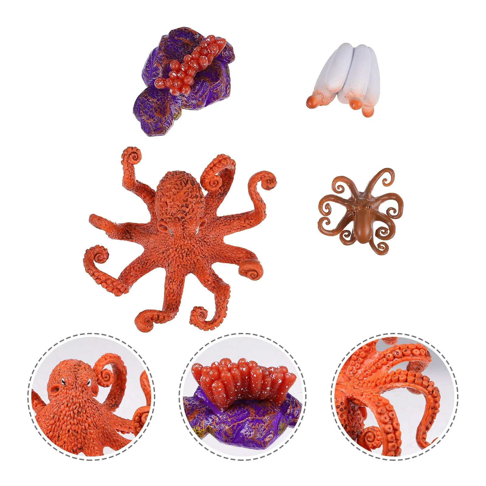 

1Set Realistic Octopus Growth Cycle Educational Science Cognition Tool Animal Evolution Display for Children Learning