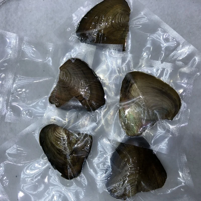 진공 작은 홍합 대외 무역 주문 처리 진주 크기, 담수 Anodonta 진주 작은 껍질, 도매