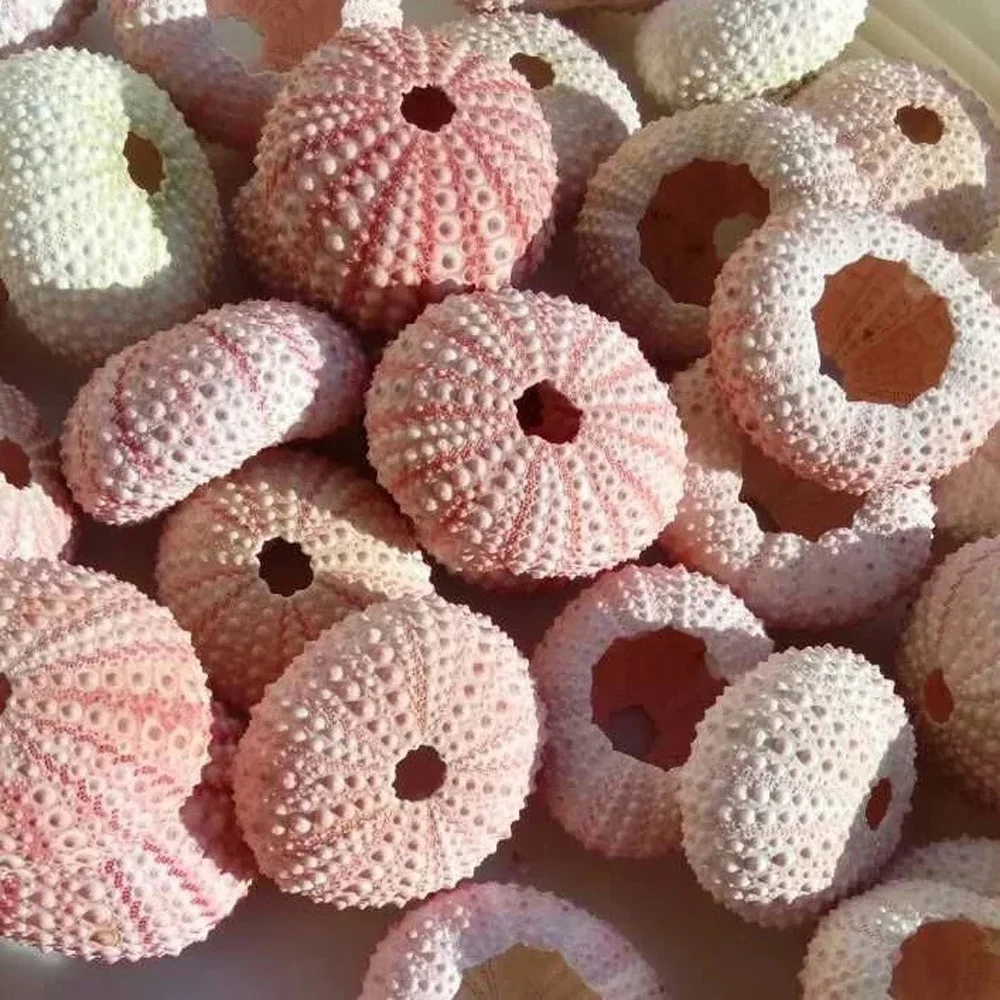 6pcs 3cm-5cm size natural sea shell natural sea urchin shell for decoration or gift