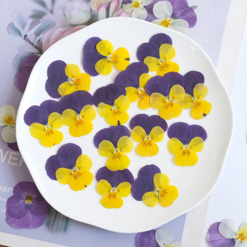 12 قطعة ، الطبيعة بانسي المجففة زهرة تنقش DIY بها بنفسك الايبوكسي جراب المحمول الجمال مسمار المواد زهرة إطار صور الزخرفية بتلات ماكياج