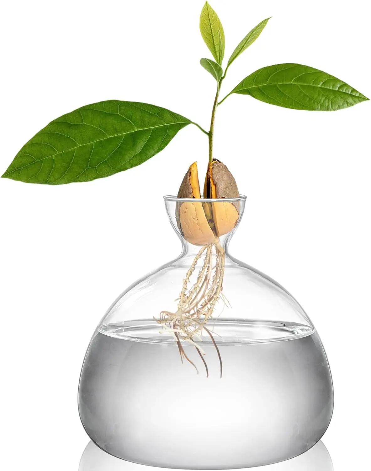 Avocado Seed Starter Vase Planter, Clear Avocado Tree Growing Kit Pot, Medium Avocado Vase Grow Glass Plant Pot Gift
