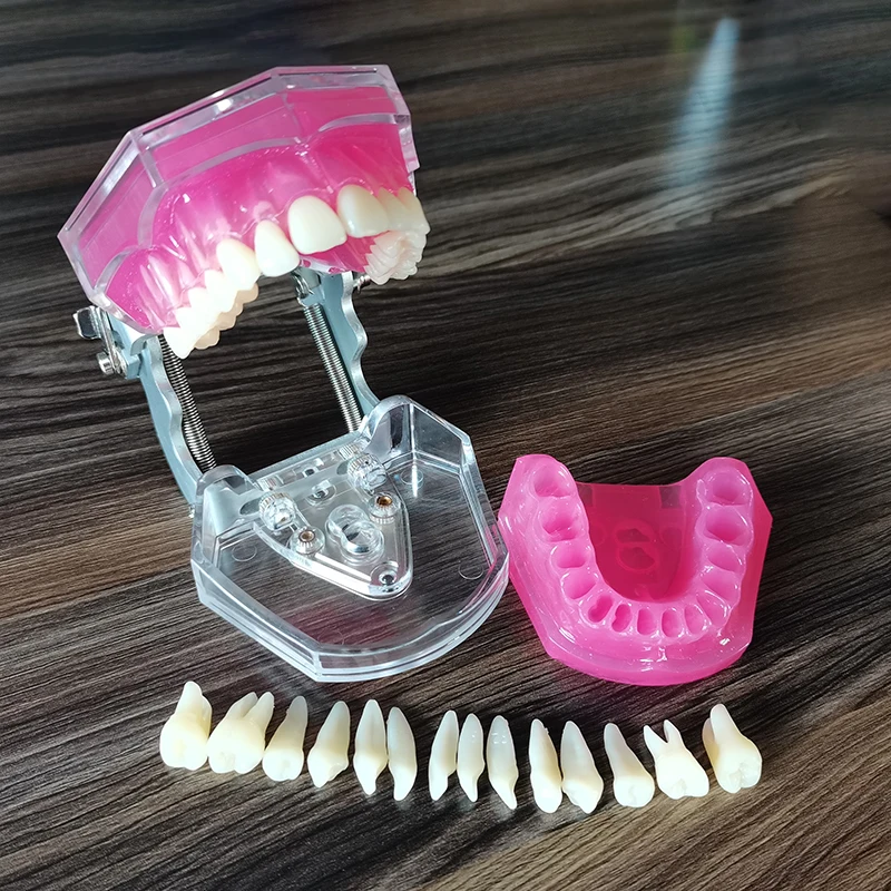 Detachable Dental Extraction Model Complete Set Student Learning Tool for Dentists And Dental Instruments Education