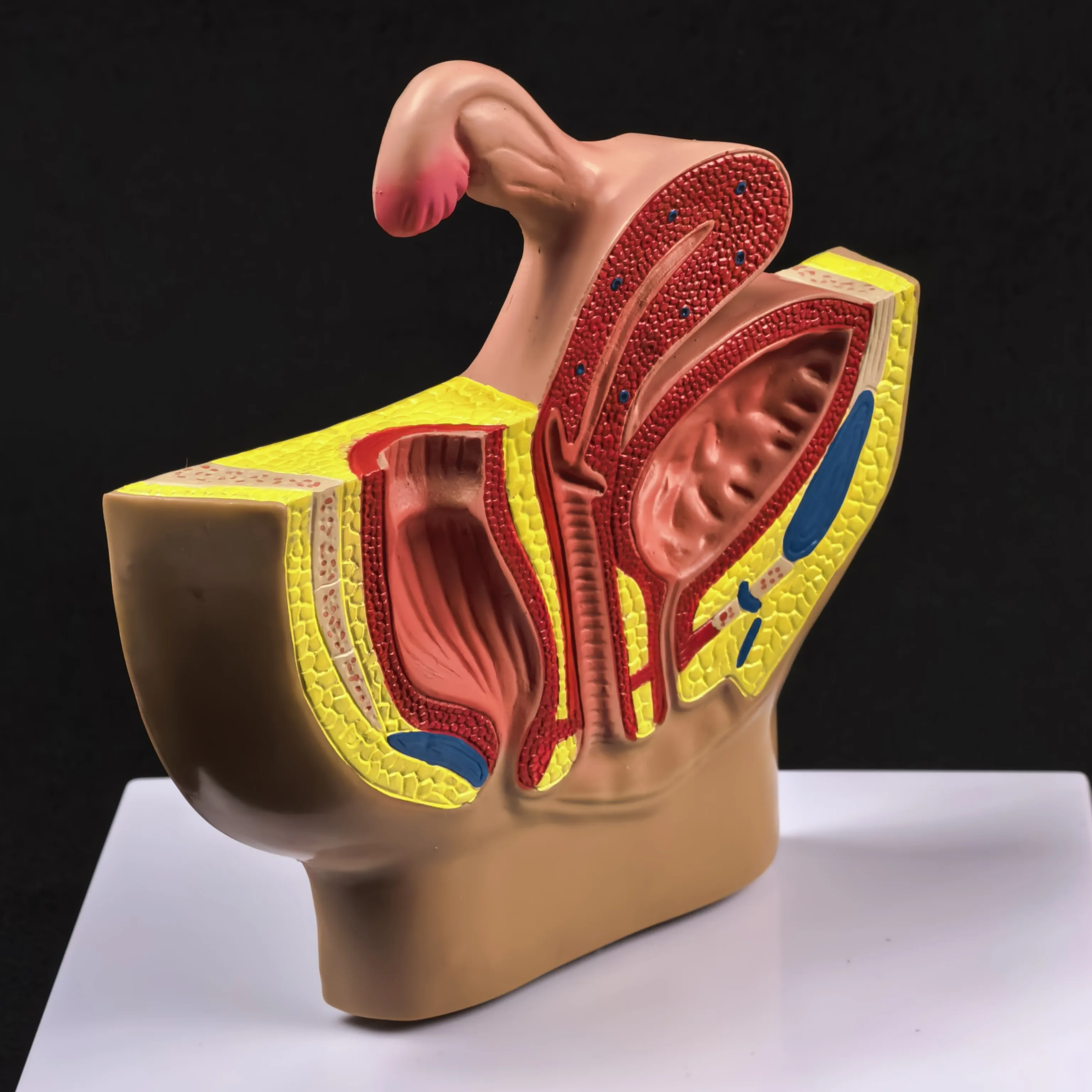 PVC Female Pelvic Gynecological Model Urinary Reproductive System for Medical Science Teaching High QC