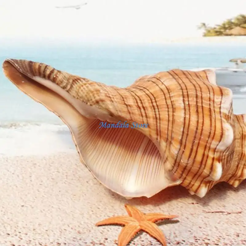

U2JC 3"-7" Seashell Natural Large Huge Conch Suitable for Fresh Water & Marine Water