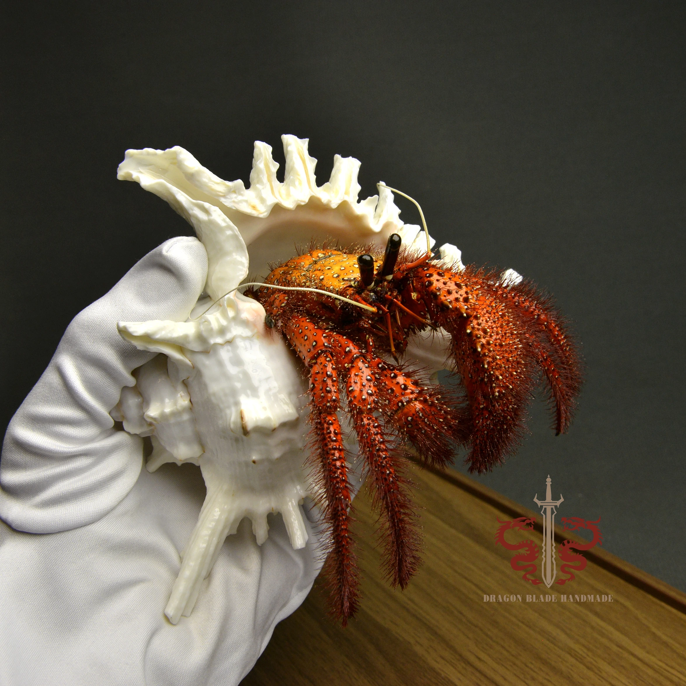 Crab specimen Dardanus megistos, museum-quality taxidermy & display box, Collection Home Decor Ornament Desk Decoration