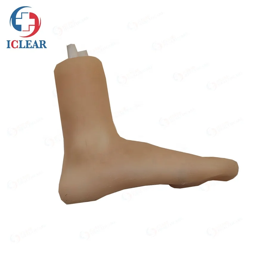 Simulation Ankle Joint Model Medical Teaching Simulator