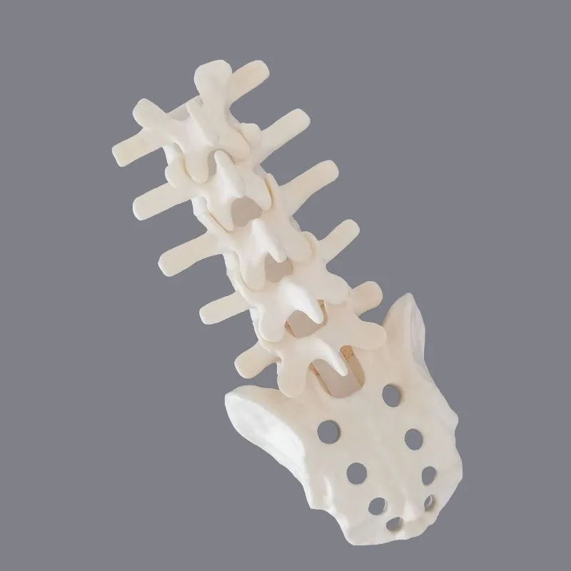 Sawbones Solid Foam Human Lumbar 1 ถึง Sacrum Lumbar Spinal Model พร้อมรากเส้นประสาทสําหรับศัลยกรรมกระดูก