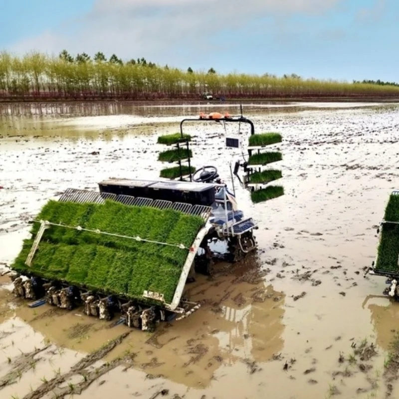 Многорядное рассадочное устройство для рассады, посадка рассады, ручная сеялка для рассады