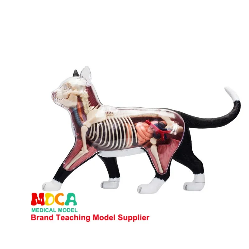 4D MASTER Anatomical Model of Black and White Cat Puzzle Assembly Toy Simulation Animal Biological Organs Medical Teaching