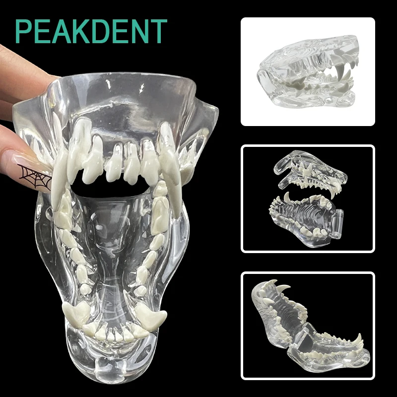 

Dental Oral Maxillofacial Anatomy Dog Tooth Model Transparent Resin Belt Dog Tooth Model Dental Veterinary Clinic Teaching Tool