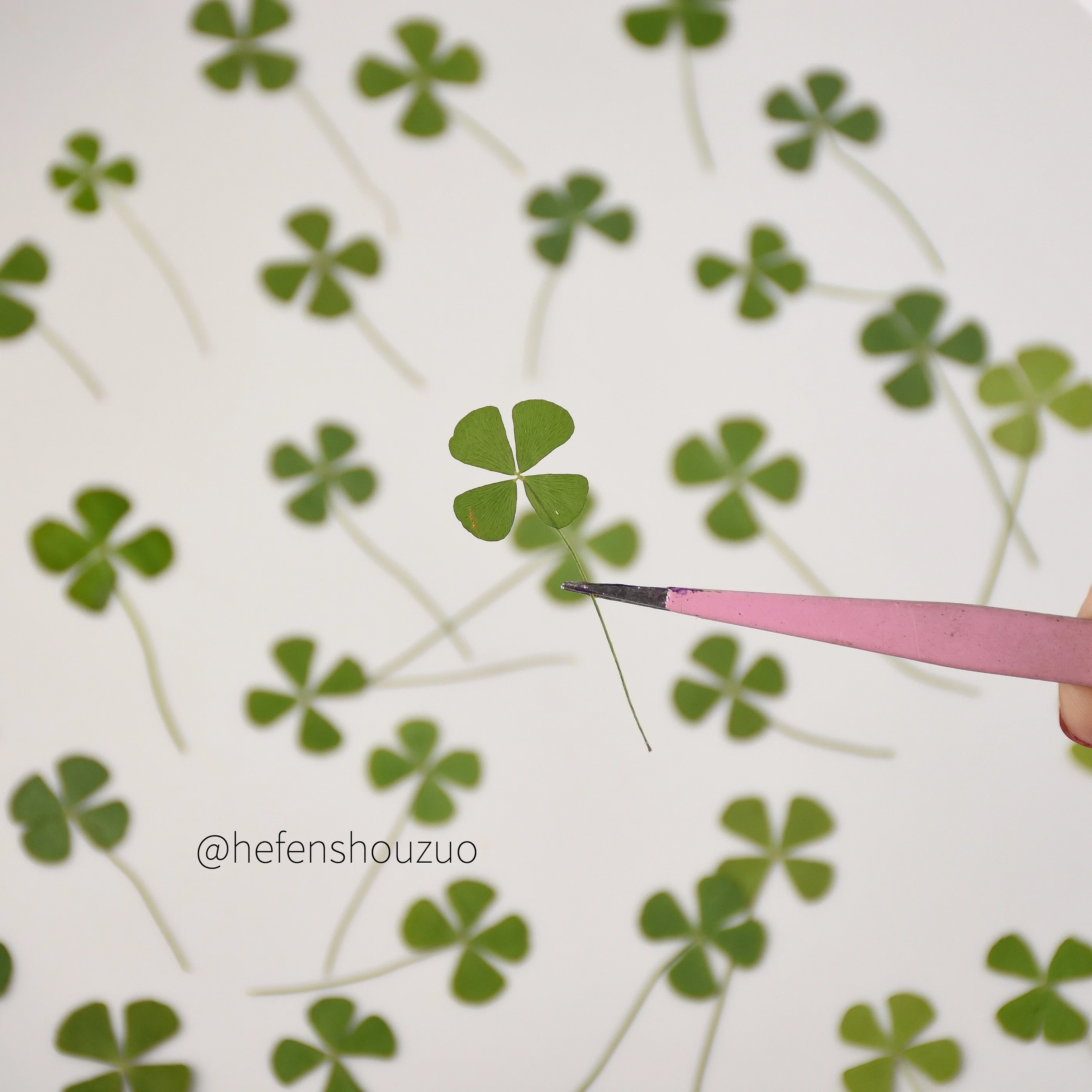 Four-leaf clover leaf specimens, lucky clover resin dried flowers, DIY handmade materials, natural flower pressed flower leaves