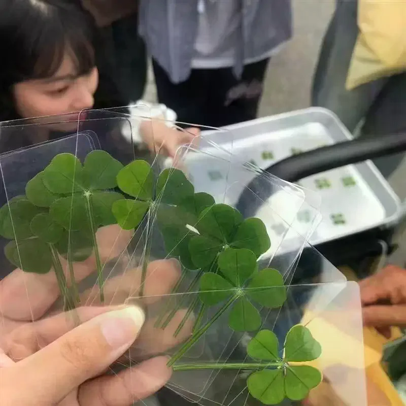 

1/5/10 шт. открытки Lucky Clover из натуральной травы, прозрачные открытки желаний для закладок