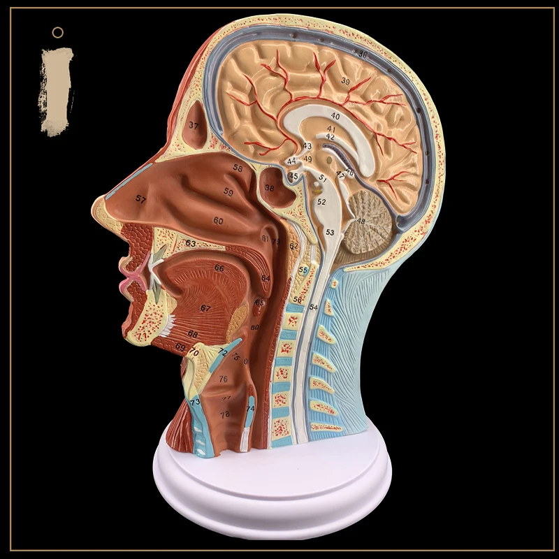 Human skull with muscles, nerves and blood vessels model facial nerve micro plastic surgery anatomy model