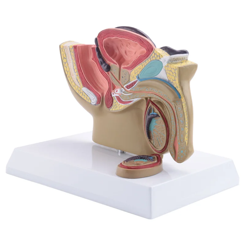 VO-1:2 Sezione Sagittale pelvica maschile Modello del sistema urinario rettale della vescica della prostata testicolare