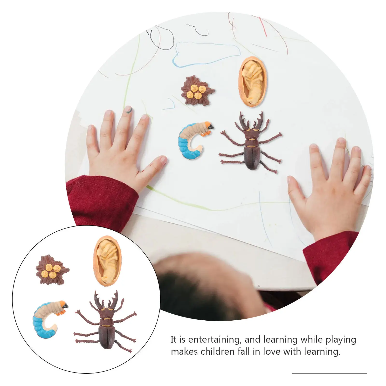 1Set Insect Simulation Growth Cycle Creative Display for Home Desk Decoration Educational Supplies