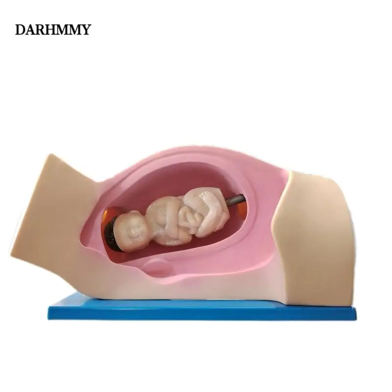 Model Pengajaran Keterampilan Pengiriman Obstetri Model Maneuver Leopold DARHMMY