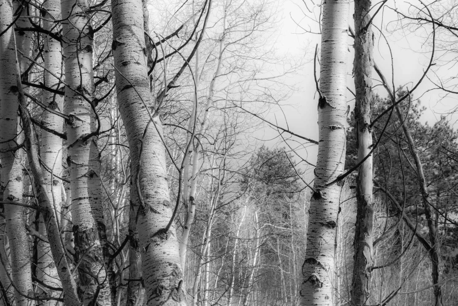 

Custom-sized 3d wallpaper in black and white birch forest murals home decoration, natural scenery, and forest hanging paintings