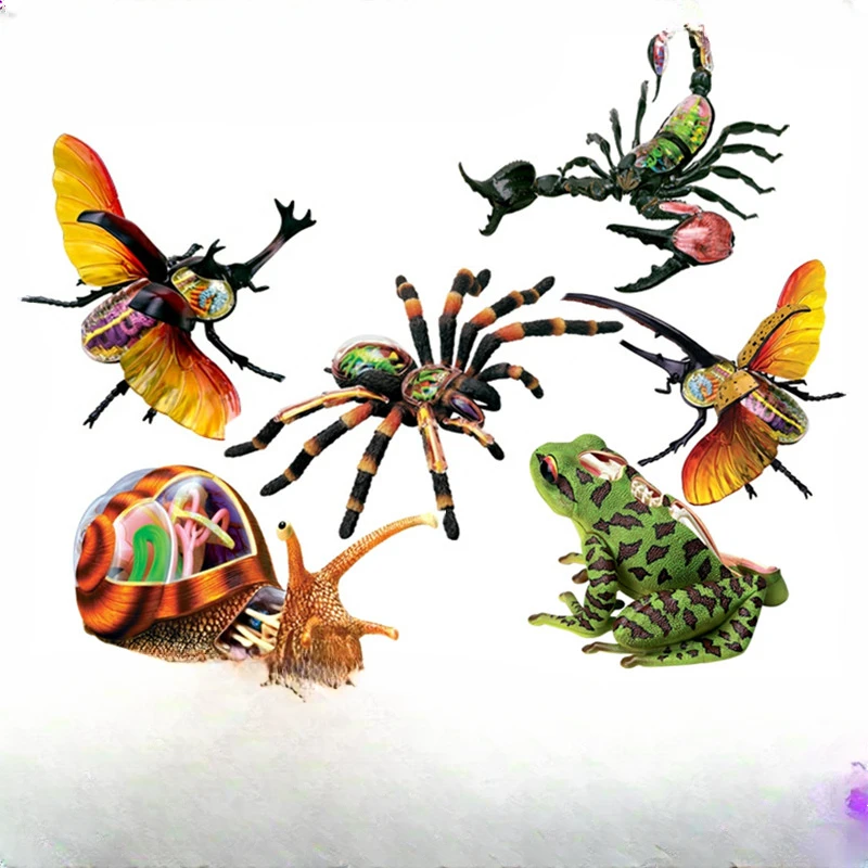 Insect group: assembled anatomical model, frog, snail, beetle, spider, biology, teaching aids, ornaments