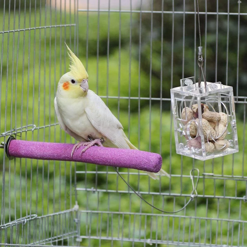 Perchoirs interactifs pour oiseaux, perchoirs pour perroquets, perruche, calopsitte, supports de cage à oiseaux, jouet d'entraînement, 5 pièces