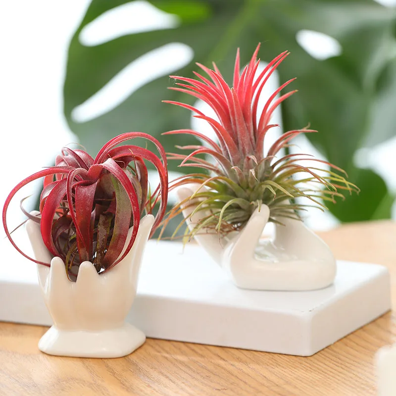 Plant Ceramic Bergamot Flowerpot Flower Stand Accessory Base Office Desktop and Home Decoration