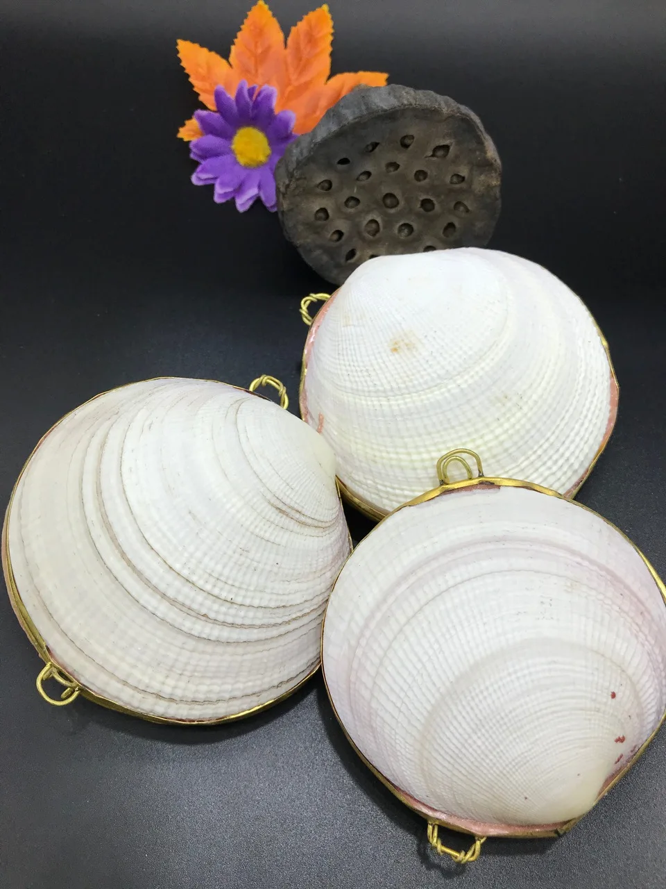 Aqumotic Natural Shell Jewelry Box Cans Conch Crafts No Chain Ear Studs Jewelry Ring Earrings Bracelet Necklace Storage