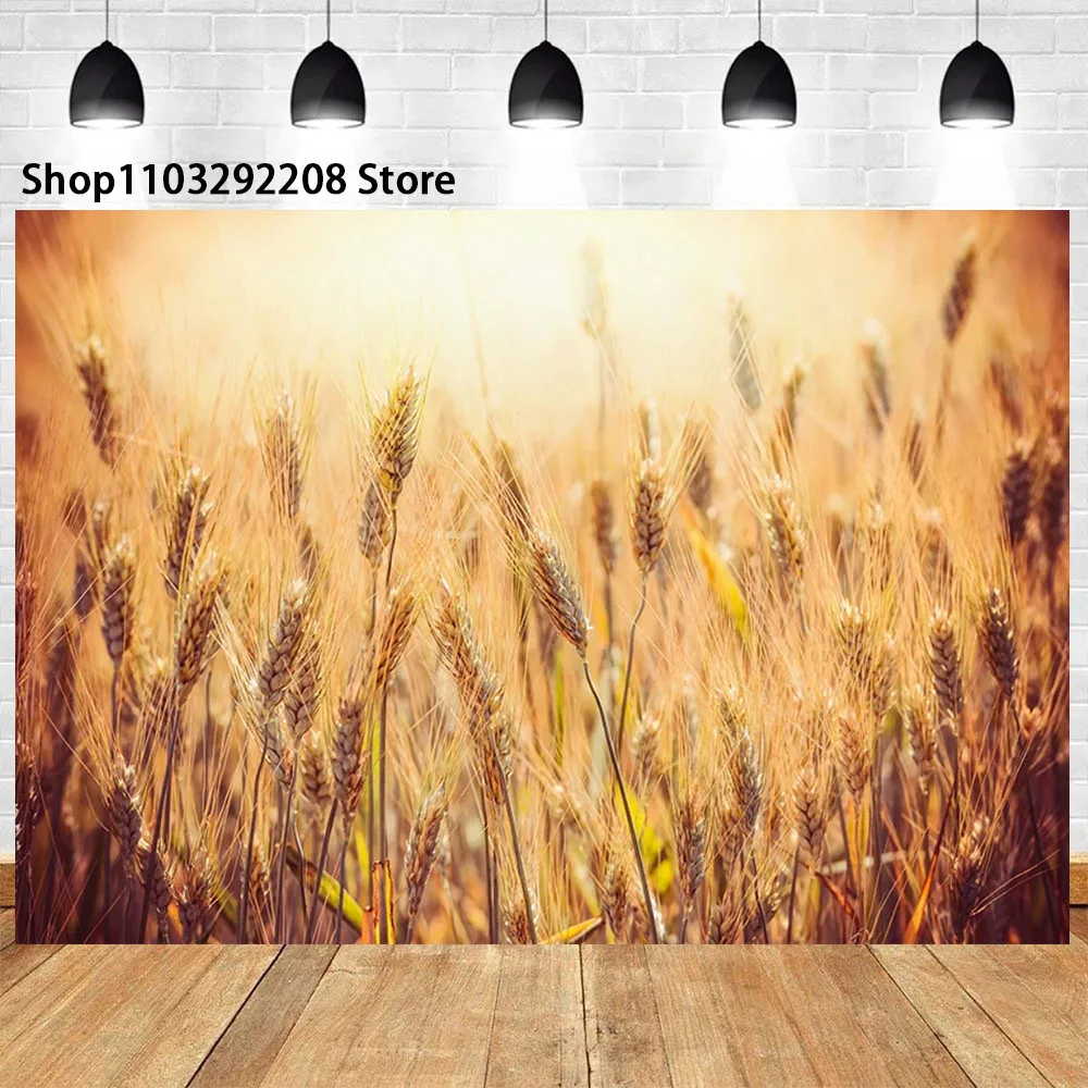 Golden Wheat Spikes Grass Crop Theme Sunset Ripe Wheat Grain Harvest Season Blue Sky Cloudy Photographic Banner For Photo Studio