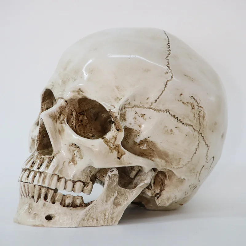 Sculpture resin halloween home decoration decoration craft skull size 1:1 model life copy medical high quality statue