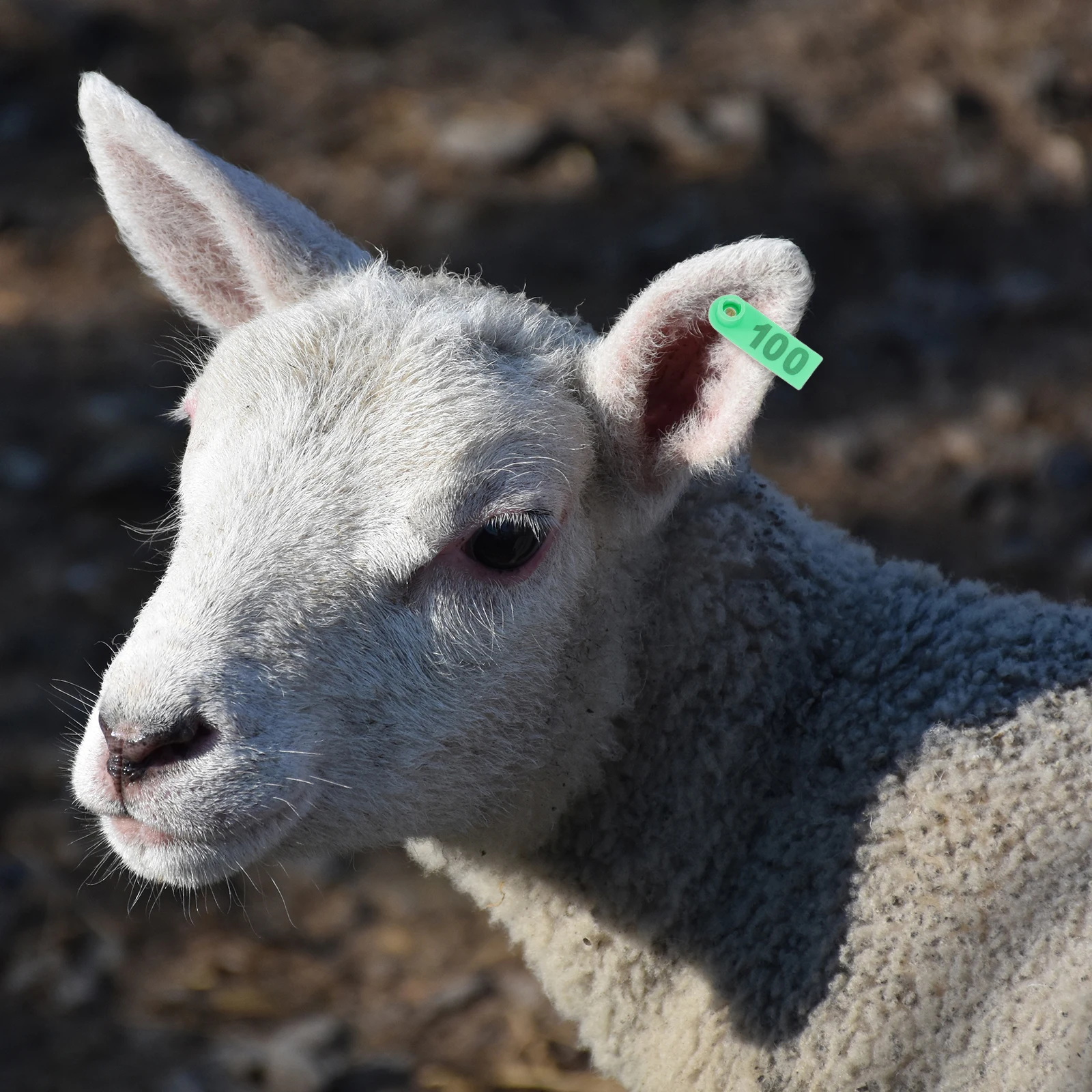 

100pcs Blank for Cattle Cow Sheep Animal Identification Durable TPU Livestock Tag Marker Weather Resistant Sturdy Wear