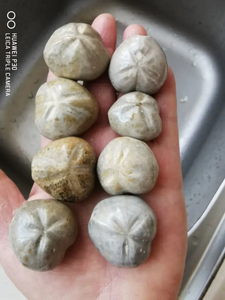 2.2 LB JURASSIC Madagascar SEA BISCUIT URCHIN FOSSIL sand dollar Star Fish Dinosaur Age