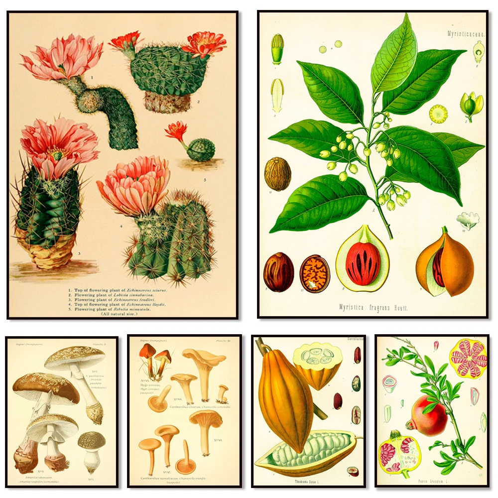 Flowers Chart| Flowers Diagram| Kitchen Wall Poster| Botanic Wall Poster| Floral Chart| Flowers Art Poster| Biology Wall Prints