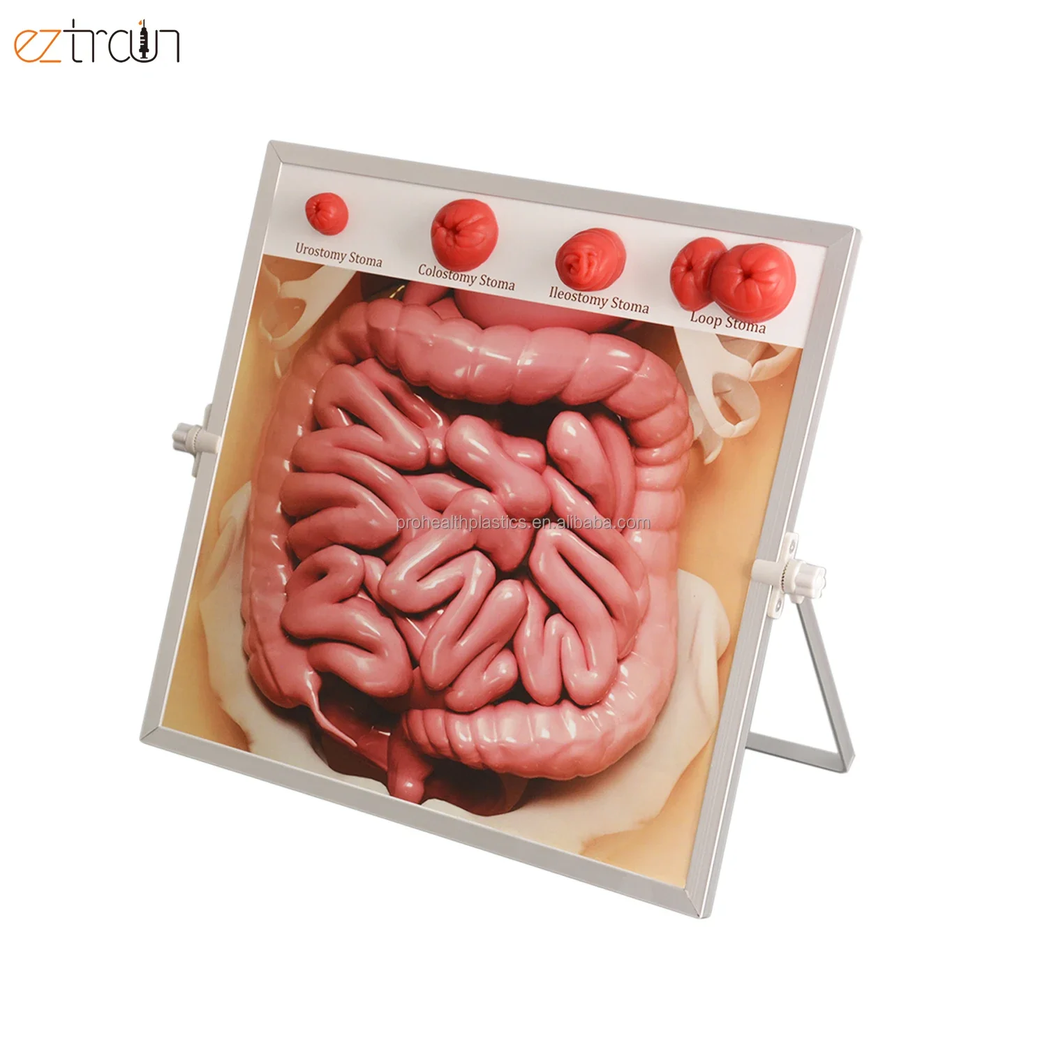 

Настольный демонстрационный набор для стомы