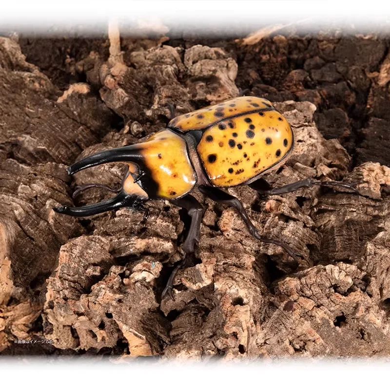 الموسوعة البيولوجية Gashapon الأصلية من بانداي-Hercules Beetle نموذج محاكاة الحشرات ، ألعاب قابلة للجمع/ديكور هدايا للأطفال