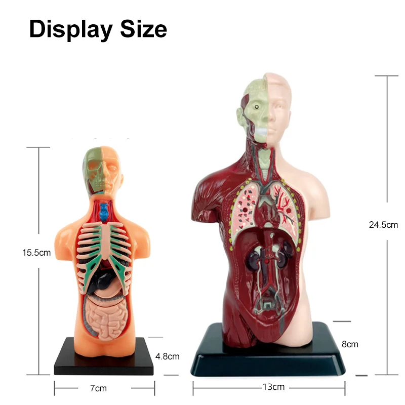 4D Human Body Torso Anatomical Model for Learning Internal Organs Skeleton Visceral Brain Assembly Display Educational Teaching