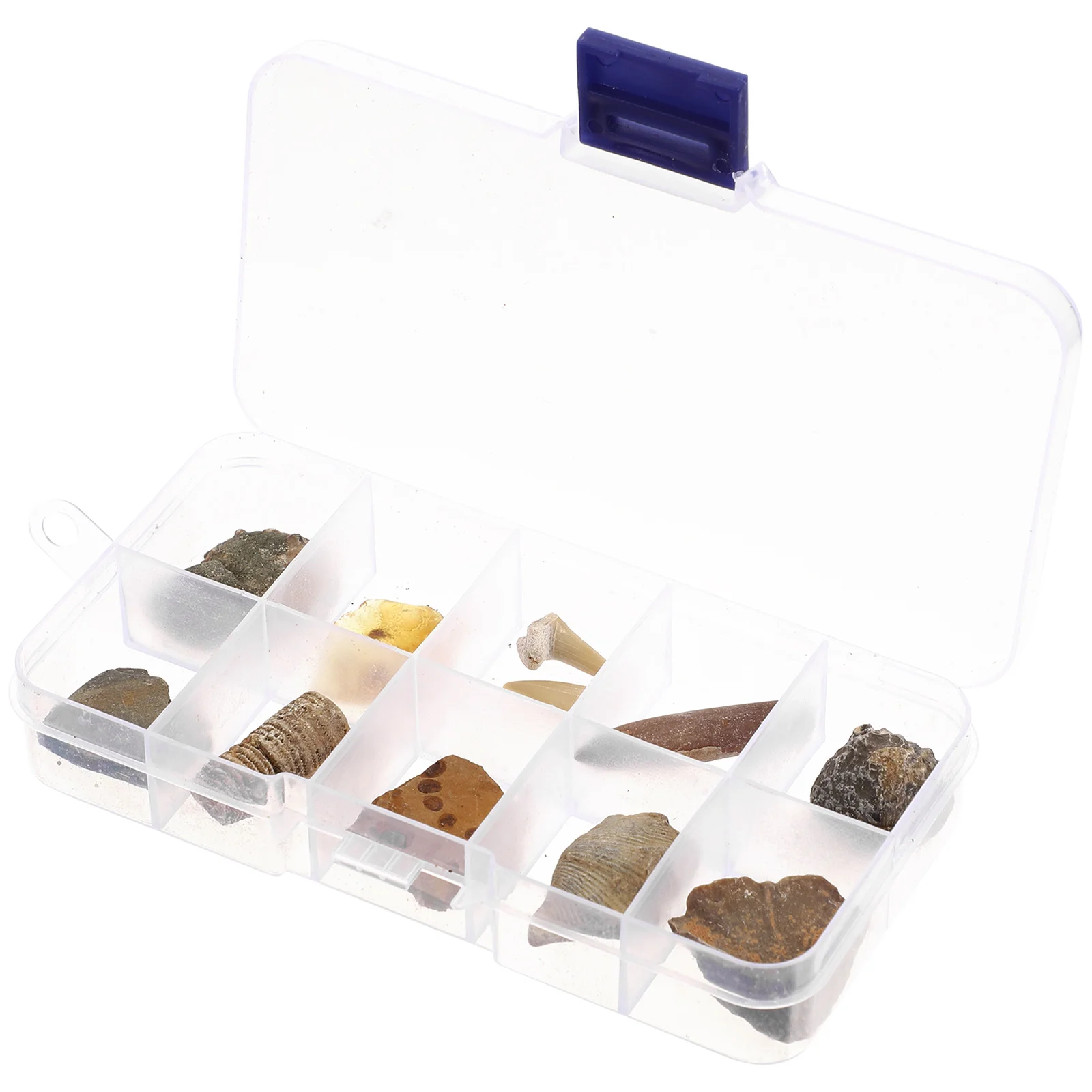 

10pcs Specimen Box Teaching Sample Paleontology Decorations Education Natural Safe Gift Display