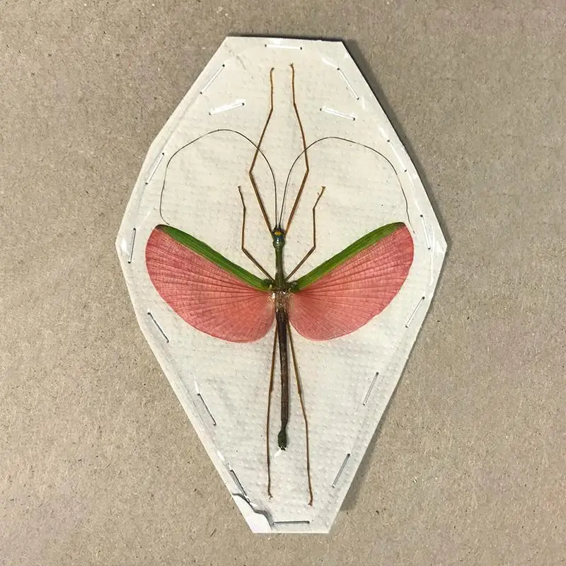 Stick Inseto Marmessoidea rosea A1/A-