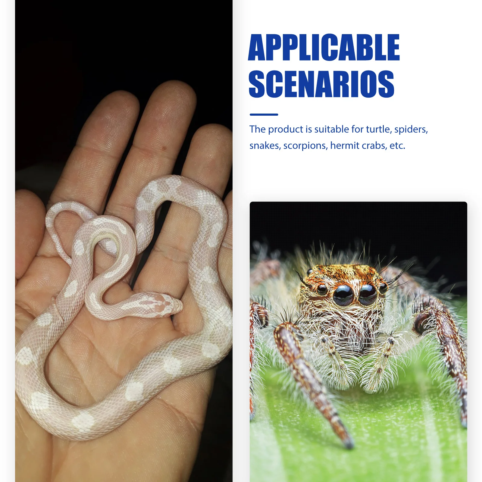 

8pcs Transparent Reptile Box Large Space Spider Terrarium Ventilative Feeding Supplies For Turtle Snake Scorpion Hermit Crab