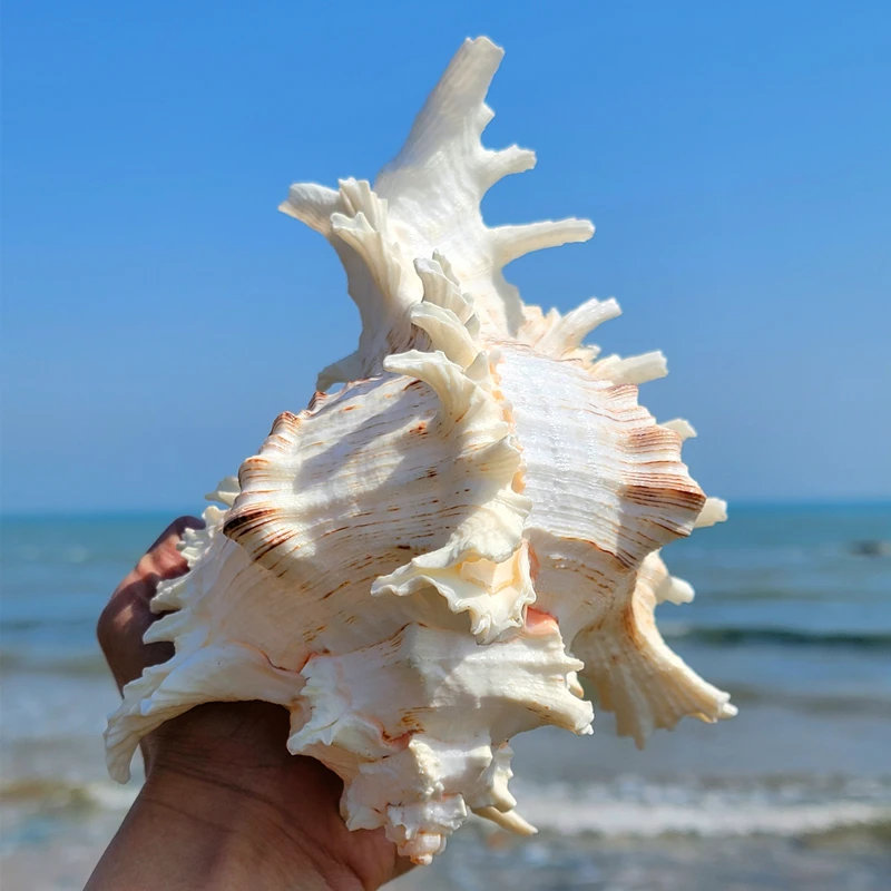 16-23CM Natural Large Conch Shell Kirin Snail Murex Ramosus Shell Collection Gift African Turban Seashell Coral Conch Home Decor