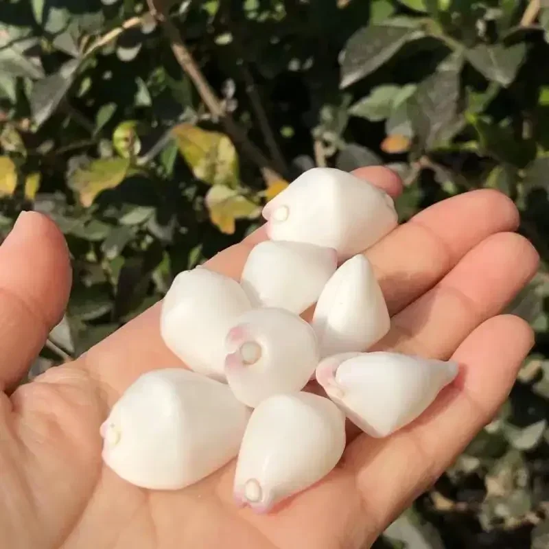 5PCS  White Rabbit Snail Natural Conch Shell Fish Tank Landscaping Aquarium Decoration Photography Props Mediterranean Ornaments