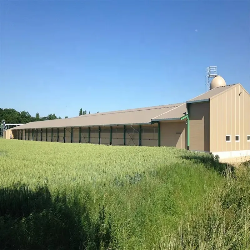 

Commercial Complete Controlled Poultry Shed for Chicken Farm Quick Assemble Steel Structure Building