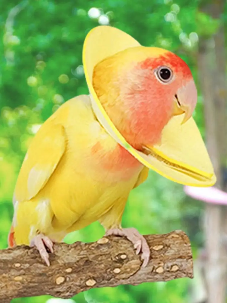 Colliers d'oiseaux doux, col élisabéthain respirant, col doux et confortable, col conique de protection pour calopsitte